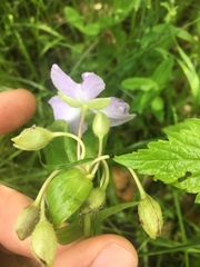 Tradescantia ernestiana
