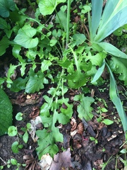 Youngia thunbergiana