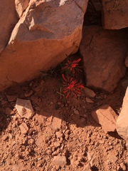 Castilleja scabrida scabrida