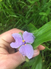 Tradescantia ernestiana