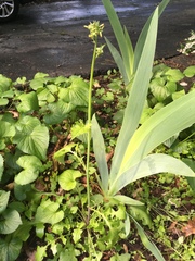 Youngia thunbergiana