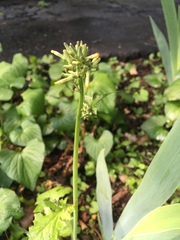 Youngia thunbergiana