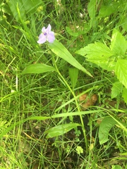 Tradescantia ernestiana
