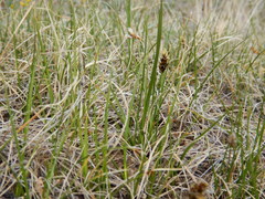 Carex duriuscula