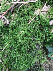 Claopodium crispifolium
