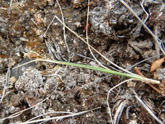 Carex duriuscula