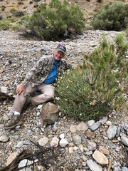 Penstemon fruticiformis amargosae