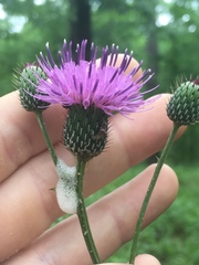Cirsium carolinianum