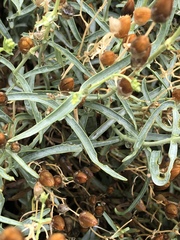 Penstemon fruticiformis amargosae