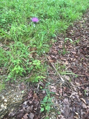 Cirsium carolinianum