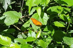 Dryas iulia alcionea