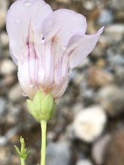 Penstemon fruticiformis amargosae