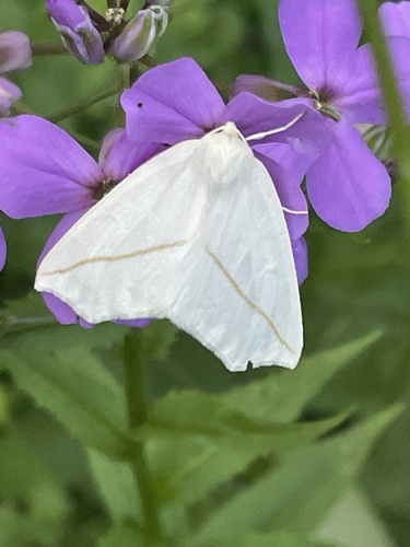 White Slant-line photo 4