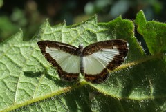 Nymphidium lisimon