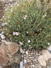 Penstemon fruticiformis amargosae