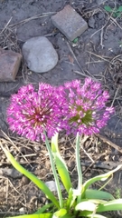 Allium hollandicum