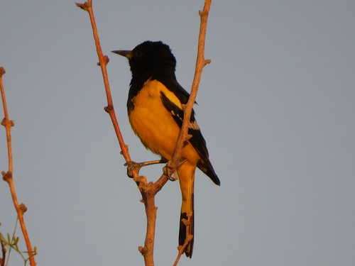 Scott's Oriole
