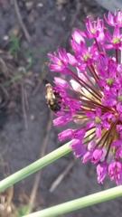 Allium hollandicum