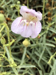 Penstemon fruticiformis amargosae