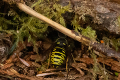 Vespula acadica