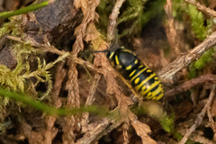 Vespula acadica