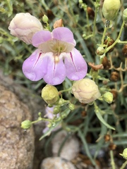 Penstemon fruticiformis amargosae