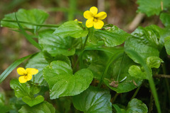 Viola glabella