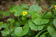 Viola glabella