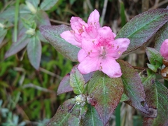 Rhododendron rubropilosum