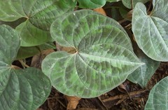 Dioscorea dodecaneura