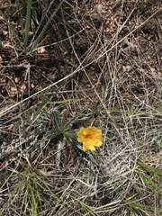 Nothocalais cuspidata