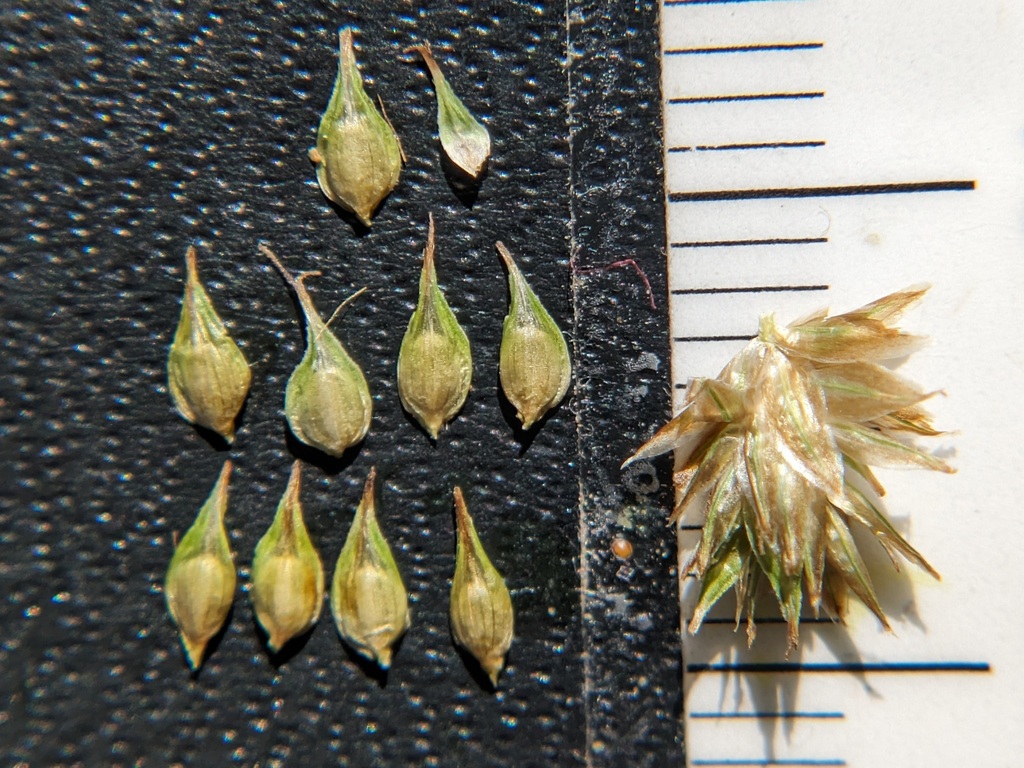 rusty slender sedge from Camp Ohlone, Alameda County, CA, USA on March ...