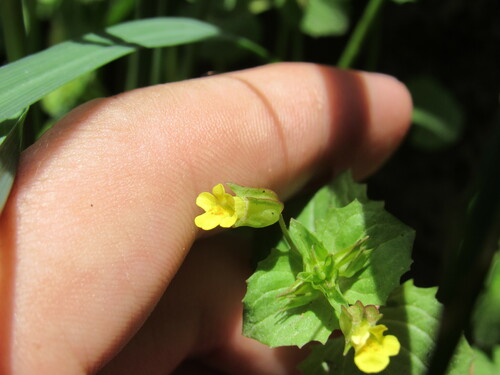 Image of Erythranthe hallii by (c) Anders Hastings, some rights reserved (CC BY)