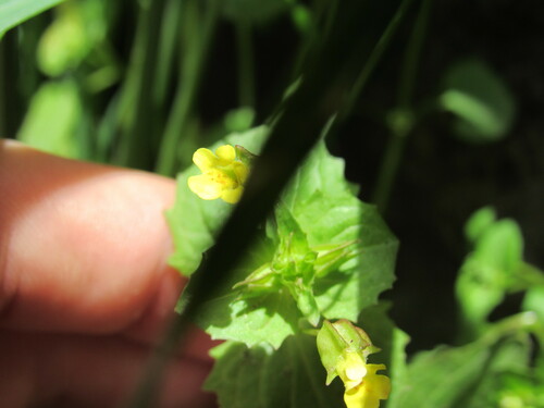 Image of Erythranthe hallii by (c) Anders Hastings, some rights reserved (CC BY)