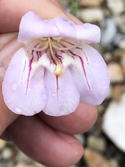 Penstemon fruticiformis amargosae