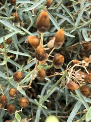 Penstemon fruticiformis amargosae