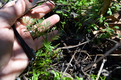 Perideridia americana