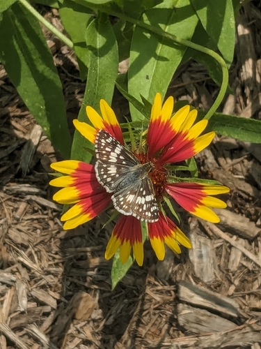 White Checkered-Skipper photo 4