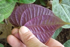 Dioscorea dodecaneura