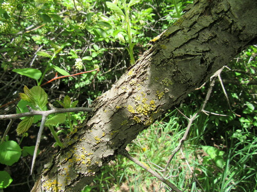 Image of Crataegus macracantha by (c) Anders Hastings, some rights reserved (CC BY)