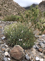 Penstemon fruticiformis amargosae