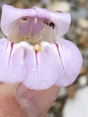 Penstemon fruticiformis amargosae