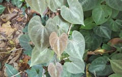 Dioscorea dodecaneura