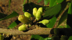 Casearia arborea