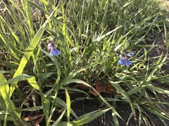 Mertensia lanceolata