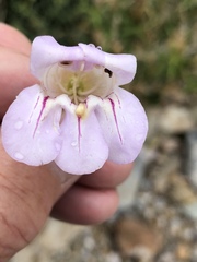 Penstemon fruticiformis amargosae