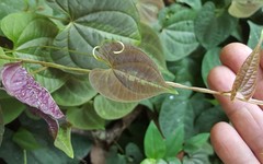 Dioscorea dodecaneura