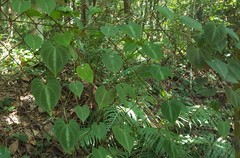 Dioscorea dodecaneura