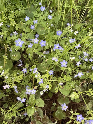 Eastwood's baby blue eyes (Nemophila pulchella)