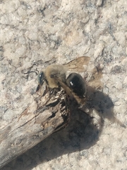 Xylocopa tabaniformis androleuca